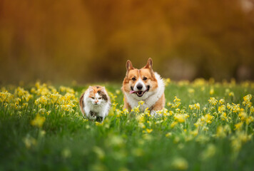 Sticker - furry friends a red cat and a cheerful corgi dog are running side by side along a green meadow on a sunny spring day