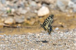 Papilionidae / Kırlangıçkuyruk / Swallowtail / Papilio machaon