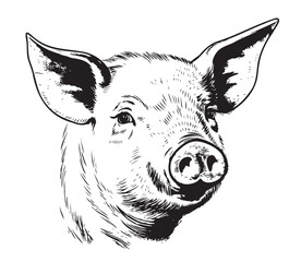 Poster - Hand drawn sketch of a piglet face. Portrait of a farm animal in vintage engraved style. Vector illustration.