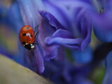 Fototapeta Tulipany - Biedronka na fioletowym tle