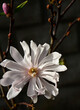 magnolia gwiaździsta , Magnolia stellata, duży kwiat magnoli gwiażdzistej zbliżenie, Close up of a large flower of the magnolia, puszyste pąki kwiatowe	