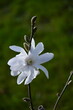 biała magnolia gwiaździsta , Magnolia stellata, duży kwiat magnoli gwiażdzistej zbliżenie, Close up of a large white flower of the magnolia, puszyste pąki kwiatowe