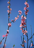 kwitnąca brzoskwinia wiosną, kwiaty na gałązce brzoskwini wiosną, Prunus persica, blooming peach trees in spring. Blossoming peach tree with pink flowers in garden 