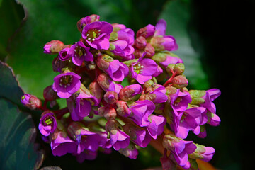 różowe kwiaty bergenii, Bergenia sercolistna, Bergenia cordifolia, pink purple flowers bergenia bloom in the garden in early spring