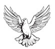 Flying dove, pigeon. Realistic ink sketch of wild bird. Hand drawn vector illustration in vintage, engraving style. Black contour element isolated on white, for design, print, card, decor, tattoo etc.