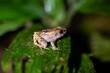 Montane dink frog, Diasporus hylaeformis