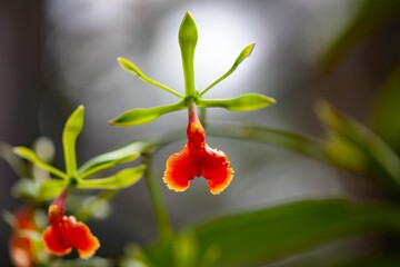 Sticker - Flower of the orchid Epidendrum pseudepidendrum