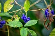 Blue fruits of a Palicourea cyanococca
