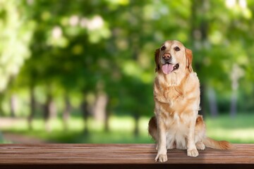 Sticker - Beautiful dog sits in spring ready for a walk