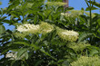 White inflorescences on the elderberry bush Sambucus nigra