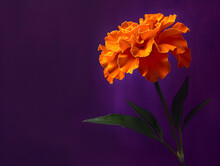 A Single Orange Flower Is The Main Focus Of The Image. The Flower Is Surrounded By A Purple Background, Which Creates A Sense Of Contrast And Draws Attention To The Flower