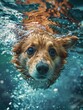 A dog swimming underwater with its head above the water. Generative AI.