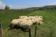 A flock of sheep on a green glade in Podhale, Poland