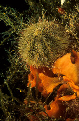 Wall Mural - Green sea urchin, Psammechinus microtuberculatus, Capo Caccia, Alghero, Sardegna,  (Sardinia), Italy (Mediterranean sea)