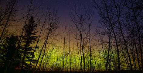 Wall Mural - colorful green, orange and purple aurora fill a starry sky behind the black shapes of a leafless for