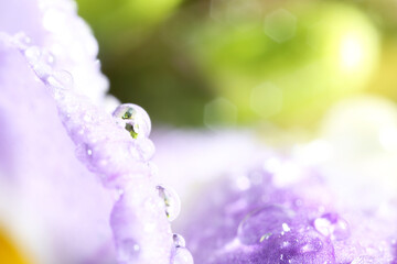 Sticker - Beautiful flower with water drops, macro view