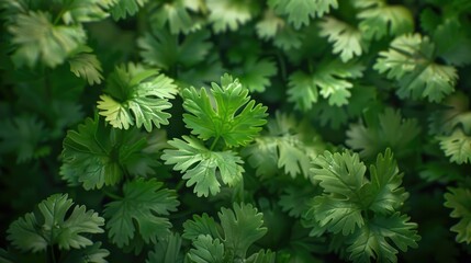 Canvas Print - Detailed view of vibrant green leaves, perfect for nature themes