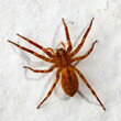 Close-up photo of brown spider crawling on white wall.