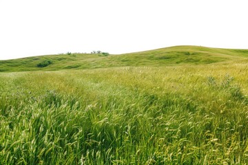 Poster - A field of tall grass with a hill in the background. Suitable for nature and landscape themes