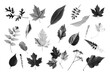 A variety of different types of leaves. Great for nature concepts