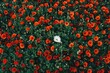 field of red poppies with one white poppy