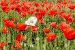 field of red poppies with one white poppy 