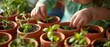 Close-up of small hands planting herb seeds in pots, cultivating a cozy indoor herb garden in a family home