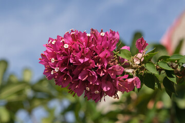 Sticker - Close up of pink flowers of Bougainvillea glabra, (lesser bougainvillea, paperflower) on tree, met in Dubai