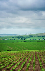 Wall Mural - rows of sugar beets in a field on a hill landscape with a cloudy sky