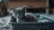 A cute kitten sitting in a litter box. Suitable for pet care concepts