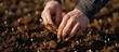 Closeup of farmer's hands planting plant seeds in the garden