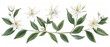 Artistic botanical illustration of a branch with white star-shaped flowers and green leaves on a white background.