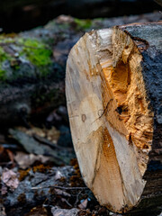 Poster - Gefällter morscher Baum im Wald