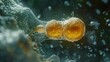 A timelapse sequence of a single cell from an elephant showing its marathon journey towards the egg cell.