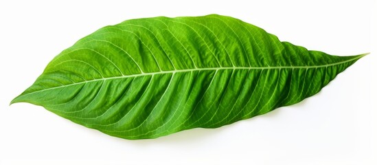 Canvas Print - Detailed view of a vibrant green leaf resting on a clean white surface, showcasing its natural texture and color