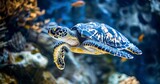 Fototapeta Big Ben - Hawksbill Turtle swimming, intricate shell patterns visible, serene underwater scene. 