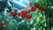 Greenhouse tomatoes being harvested by automated robotic arms, illustrating the future of robotic agriculture
