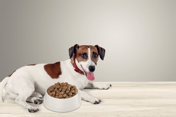 Wall Mural - Dog food concept. Beautiful pet eats food.