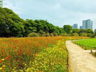 Canvas Print - the beautiful cosmos garden in hama-rikyu gardens, tokyo, JAPAN