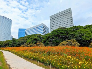 Wall Mural - the beautiful cosmos garden in hama-rikyu gardens, tokyo, JAPAN