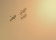 Sandhill cranes in flight; Crane Trust; Nebraska