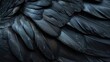Raven black glossy bird feather