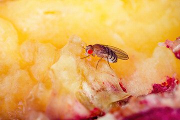 Wall Mural - Tropical Fruit Fly Drosophila Diptera Parasite Insect Pest on Vegetable Macro