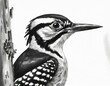 Pencil drawing of a downy woodpecker