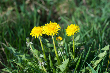 Wall Mural - Taraxacum officinale, common dandelion yellow flowers closeup selective focus