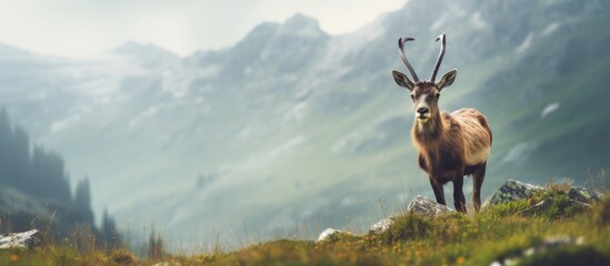 Sticker - A majestic deer standing gracefully on a lush green hill with towering mountains in the distant background