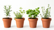© Ritthichai - A row of potted culinary herbs on a white background.