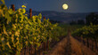 The vines of the vineyards sway gently in the moonlit breeze creating a mesmerizing dance of their own. . .