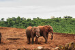 A Pair of Elephants at the mud pits near the Ark Lodge, Aberdare National Park, Kenya