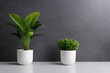 Plant in pots with copy-space background concept, blank space. Indoor Eden: Creating a Tranquil Space with Potted Plants